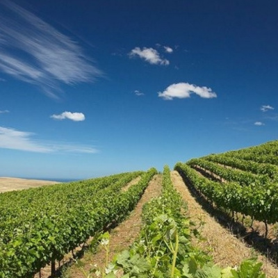 Vinice Darling a vinařství Groote Post: Jihoafrická vinařská pýcha